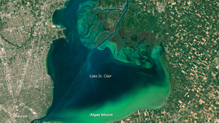 Illustration for article titled Get Lost in the Swirling Green Seas of a Massive Algae Bloom